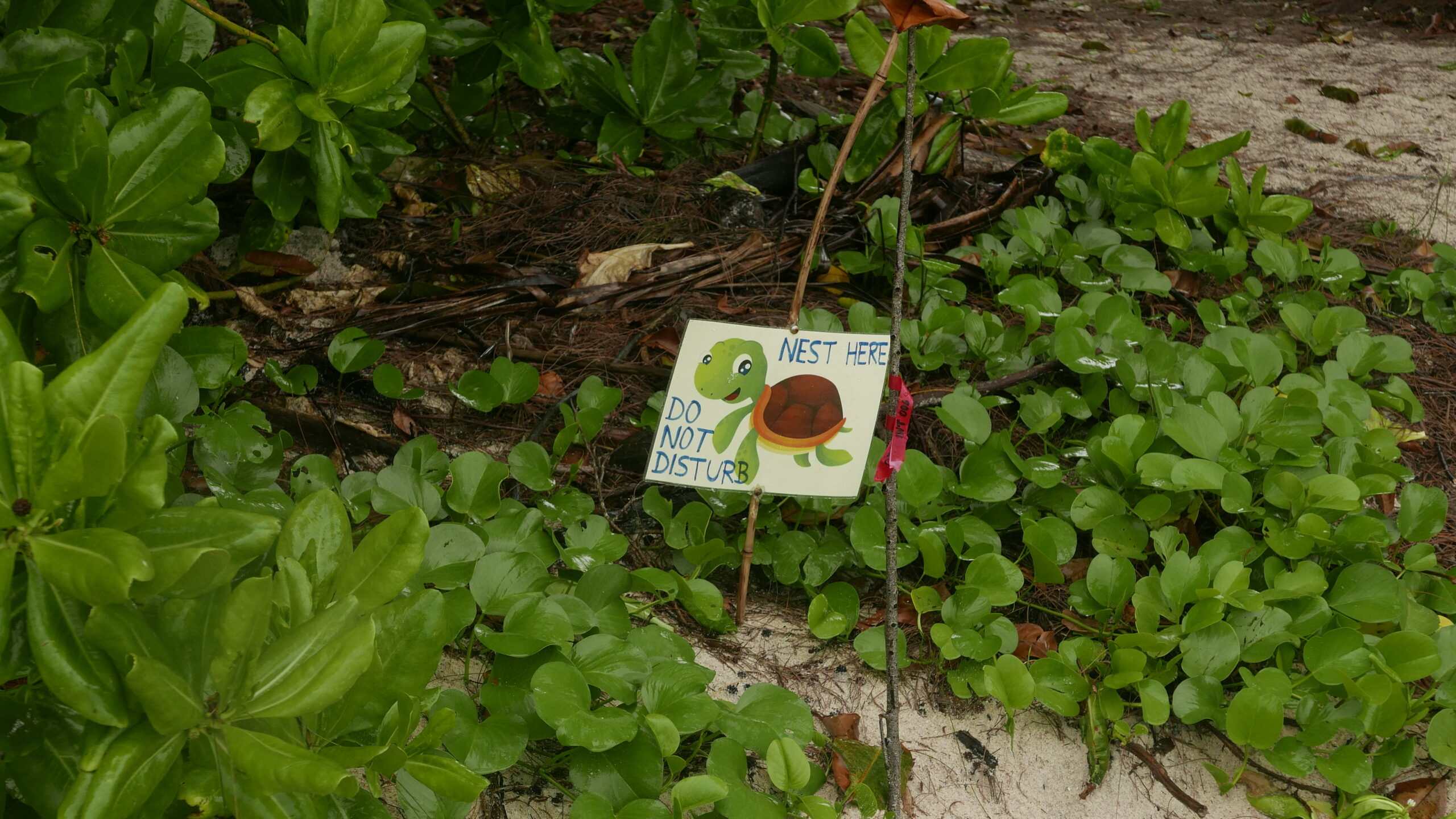 Turtles Seychelles